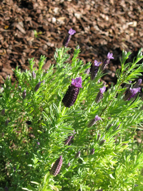 Vinaigres de fleurs