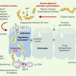 Allergies et intolérances alimentaires